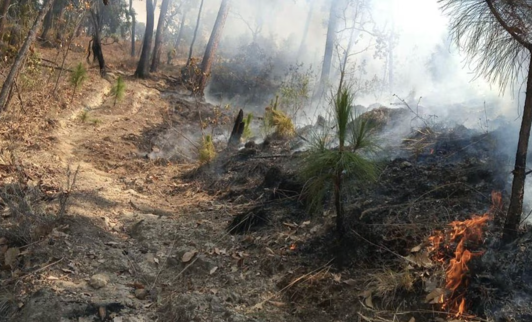 Incendio Devasta Bosque y Zona Turística de Valle de Bravo: Autoridades en Acción Captura-de-Pantalla-2024-05-06-a-las-20.33.17