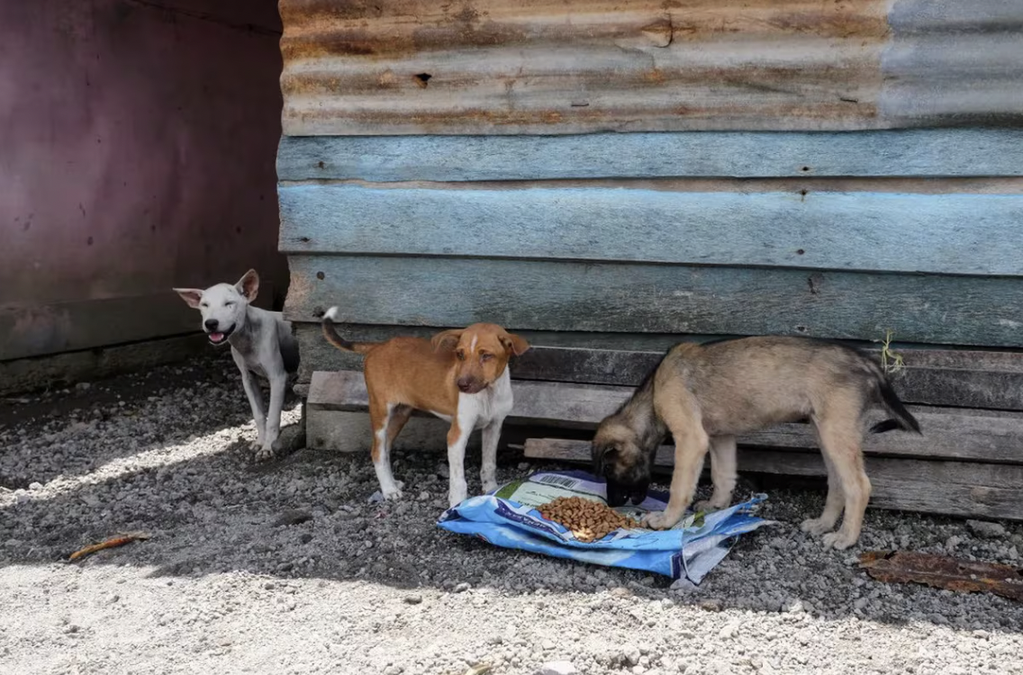 Voluntarios salvan a mascotas abandonadas tras erupción del Monte Ruang Captura-de-Pantalla-2024-05-09-a-las-16.44.20