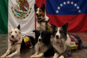 Perros mexicanos brillan en rescates de Venezuela