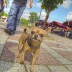Comando, el chihuahua que entrena con Guardia Nacional Perro chihuahua en un espacio abierto, imagen ilustrativa sobre Comando de la Guardia Nacional