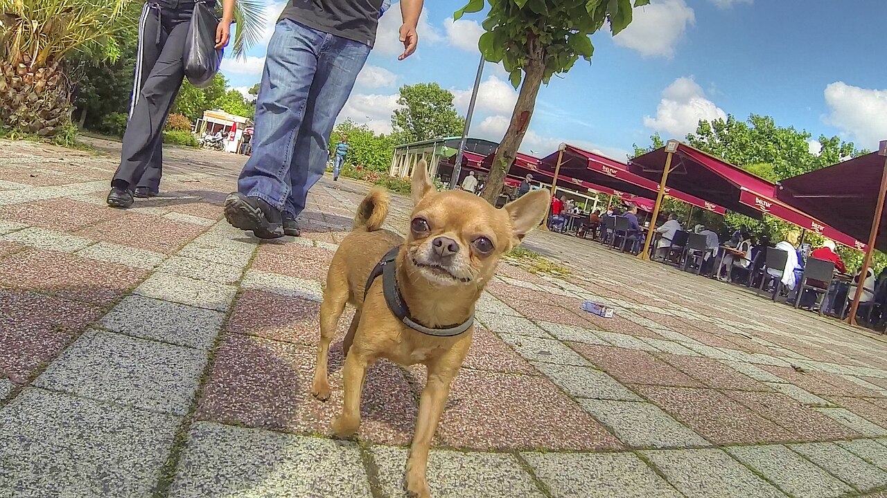 Perro chihuahua en un espacio abierto, imagen ilustrativa sobre Comando de la Guardia Nacional