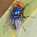 Ejemplar adulto de Cochliomyia hominivorax, mosca del gusano barrenador