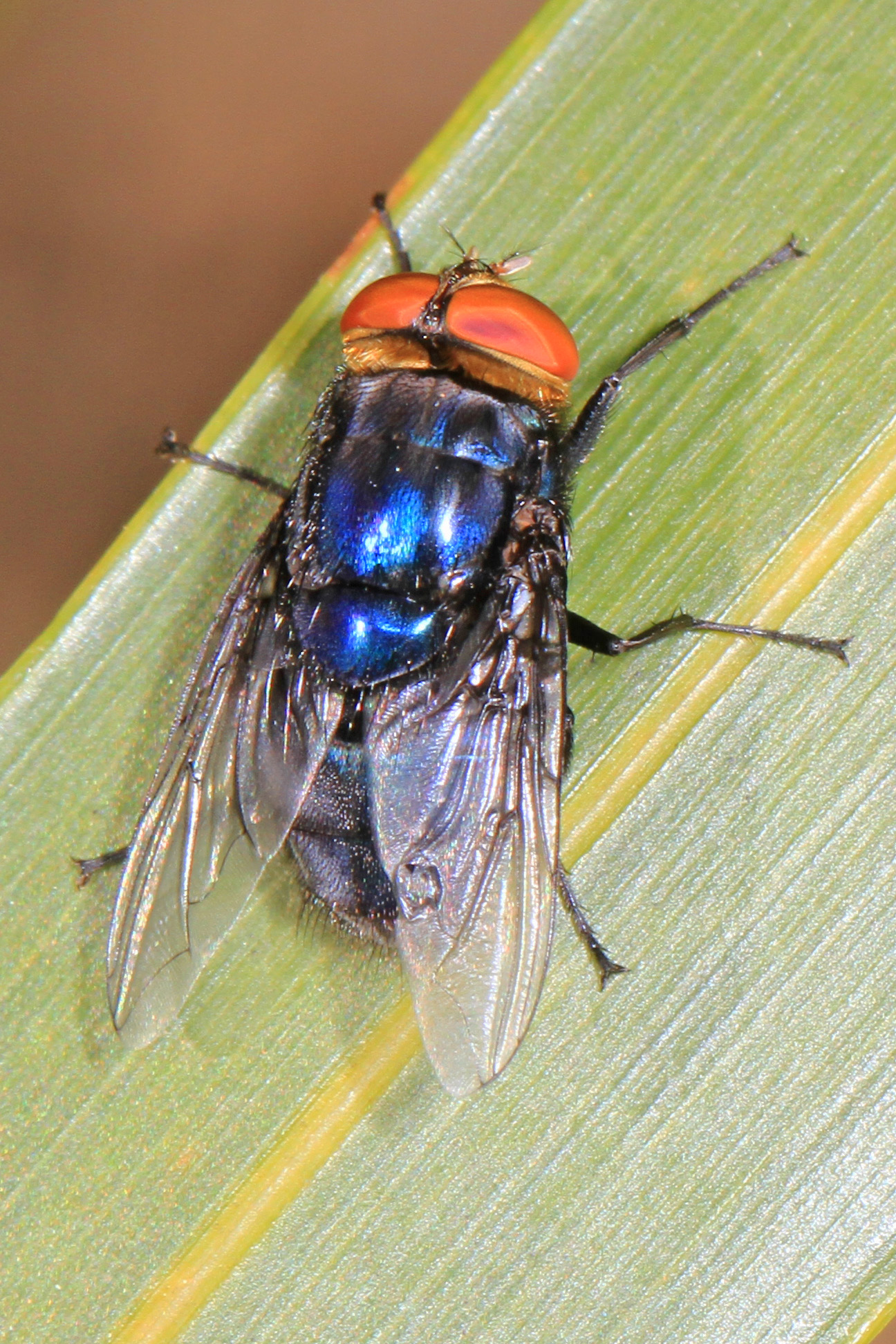 Ejemplar adulto de Cochliomyia hominivorax, mosca del gusano barrenador