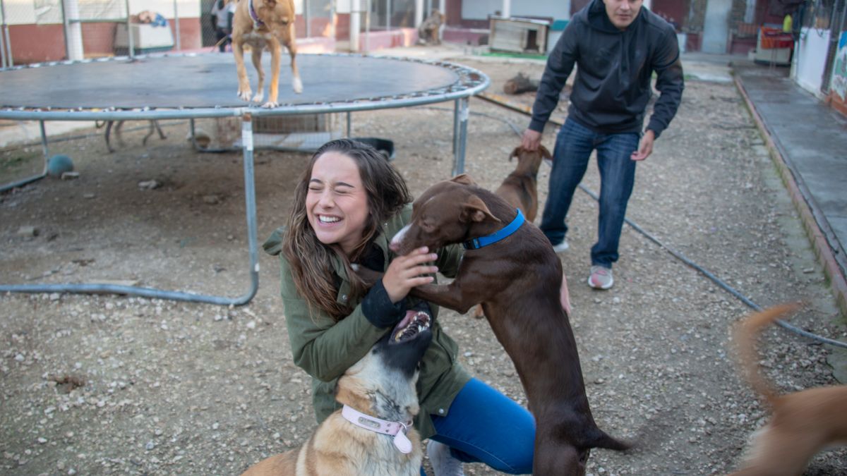 Voluntarios conviven con perros en un refugio de animales