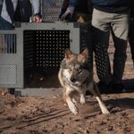 Lobo gris mexicano sale de una caja de traslado hacia una instalación de conservación