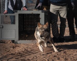 México mantiene protección al lobo gris ante giro de EU