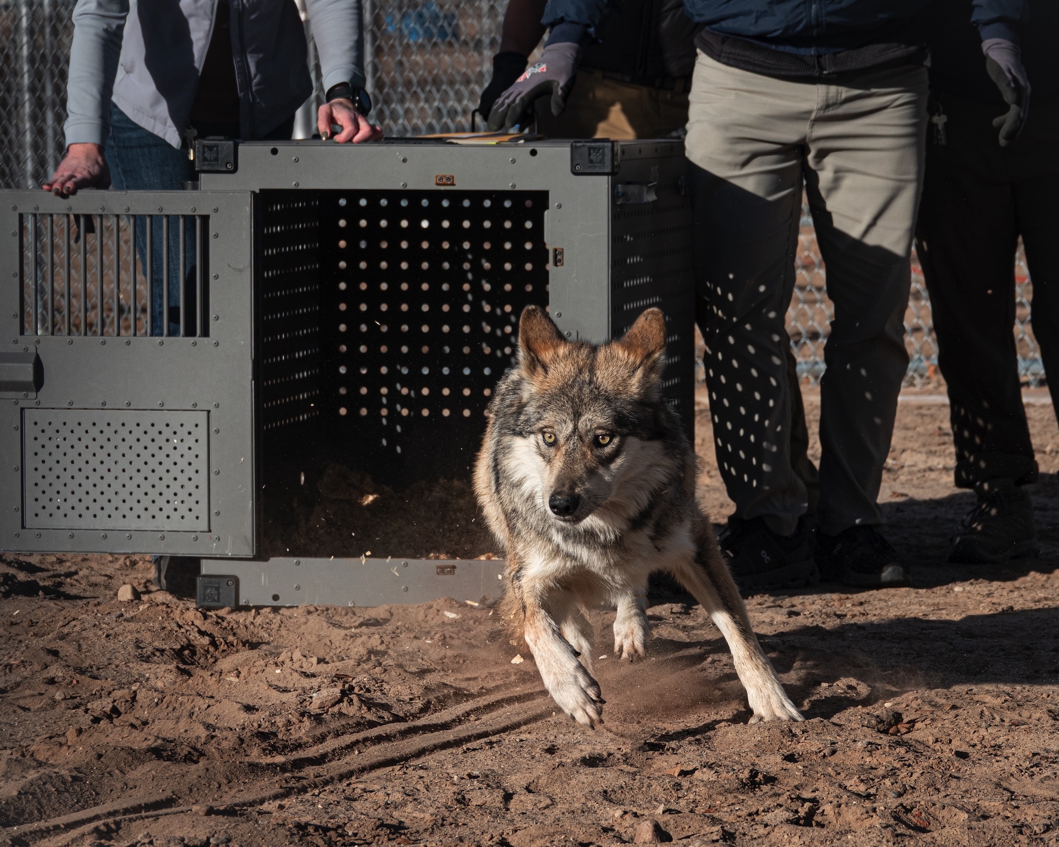 Lobo gris mexicano sale de una caja de traslado hacia una instalación de conservación