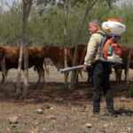Brigadista aplica nebulización junto a ganado en un predio de Tamaulipas