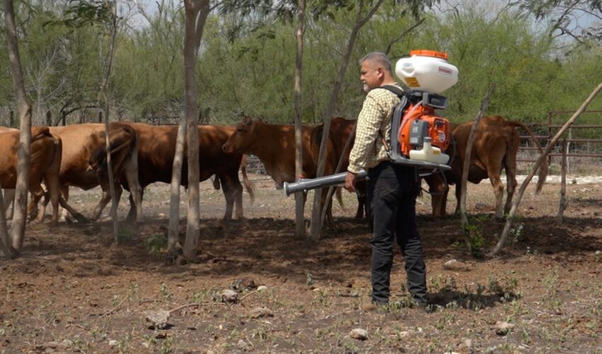 Brigadista aplica nebulización junto a ganado en un predio de Tamaulipas