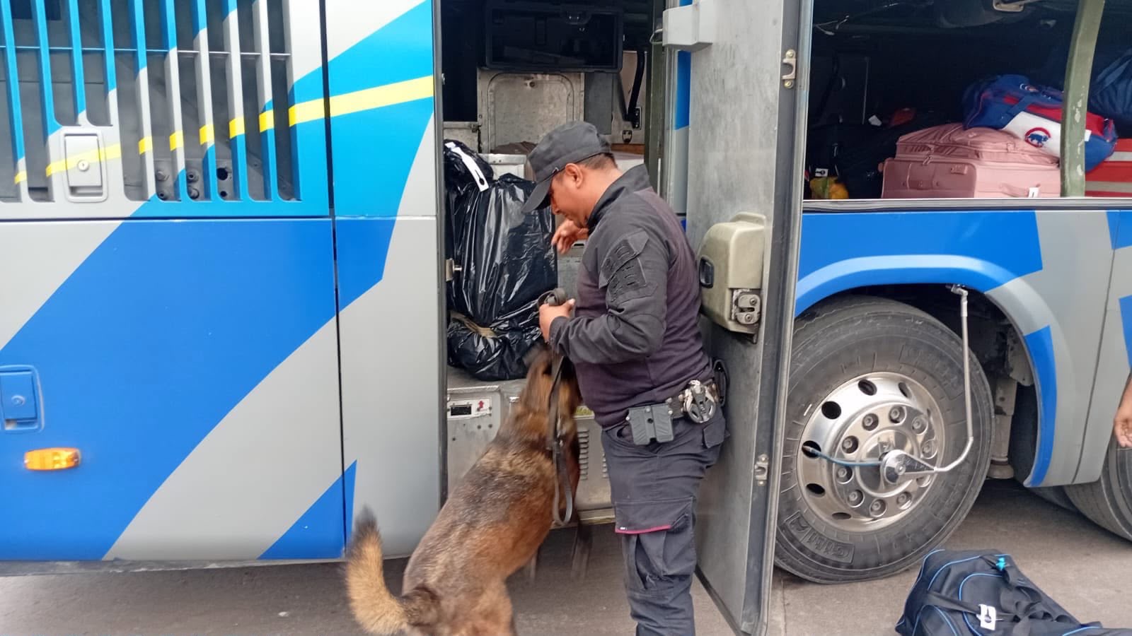 Elemento de seguridad realiza una inspección con binomio canino en un autobús