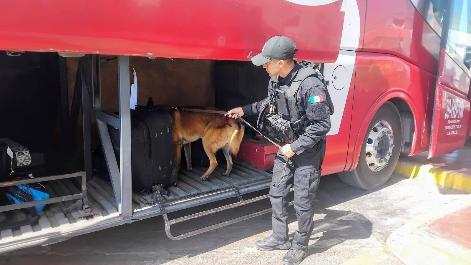 Elemento de seguridad inspecciona el compartimiento de un autobús con apoyo canino