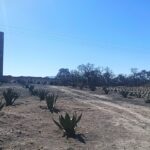 Campo horizontal de agaves cultivados para la producción de mezcal