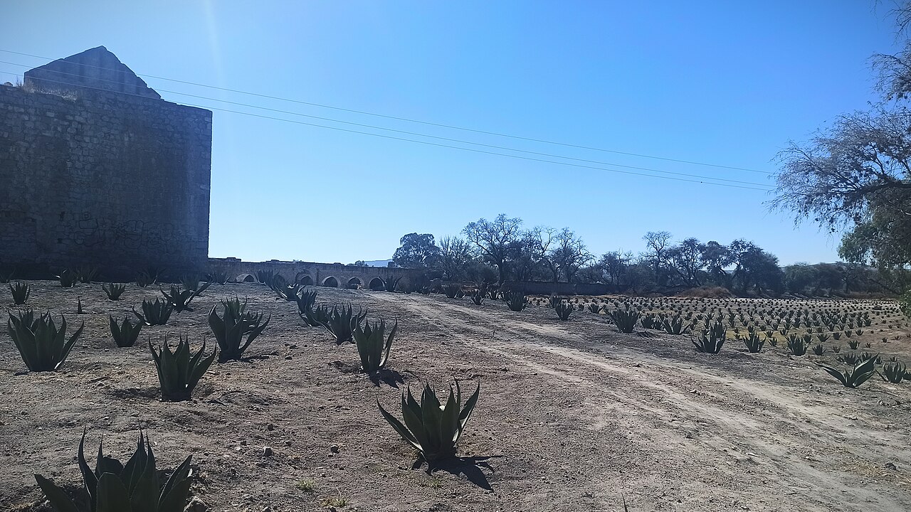 Campo horizontal de agaves cultivados para la producción de mezcal