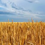 Campo horizontal de trigo maduro bajo cielo azul, relacionado con el alza mundial de precios de alimentos