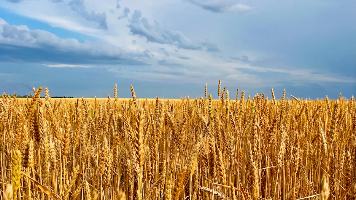 Campo horizontal de trigo maduro bajo cielo azul, relacionado con el alza mundial de precios de alimentos
