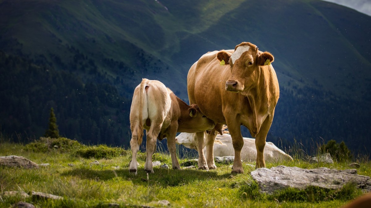 Vaca y cría en un pastizal de Ilabaya, Perú, fotografía ilustrativa del sector ganadero