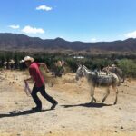 Trabajo infantil en México afecta aún a 3.5 millones Trabajador rural con animales de carga en un campo de agave de Oaxaca